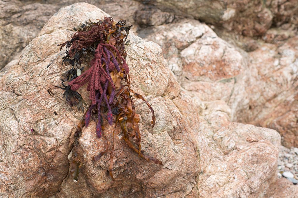 The Sea Anemone