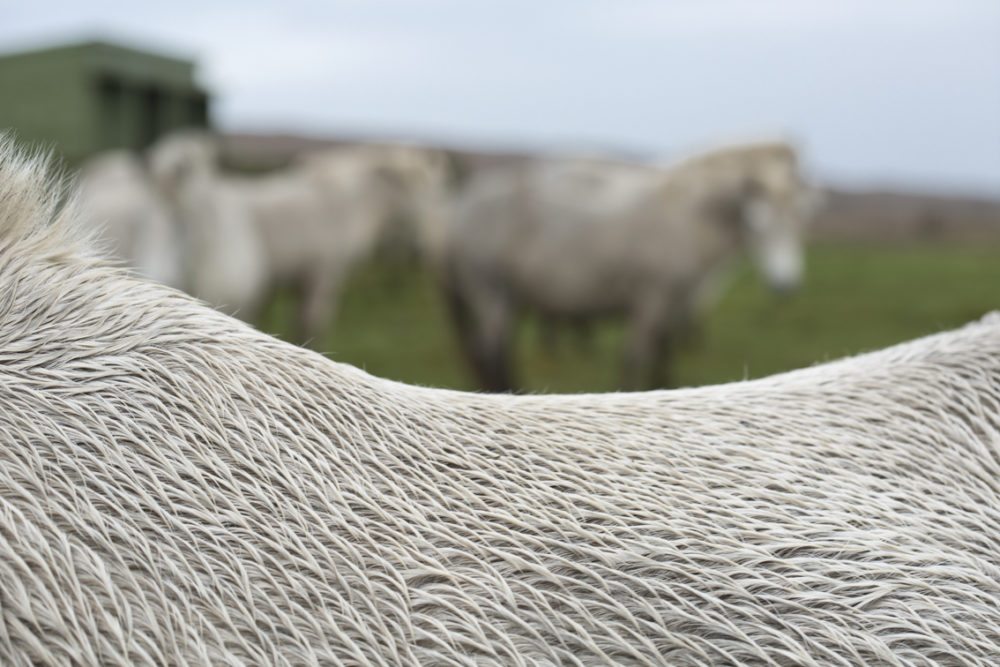 Highland ponies