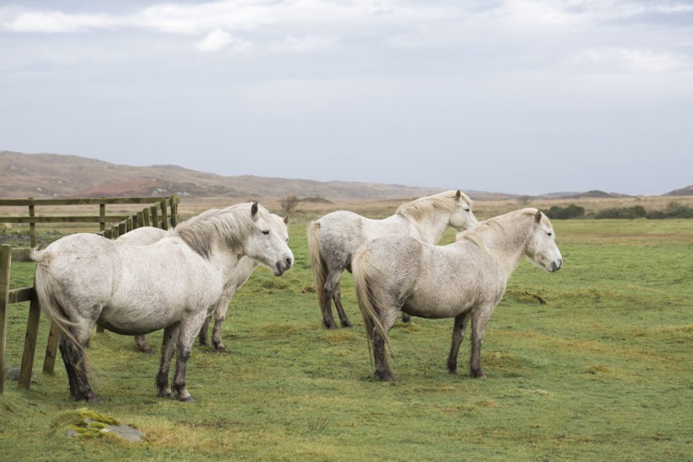 Highland ponies