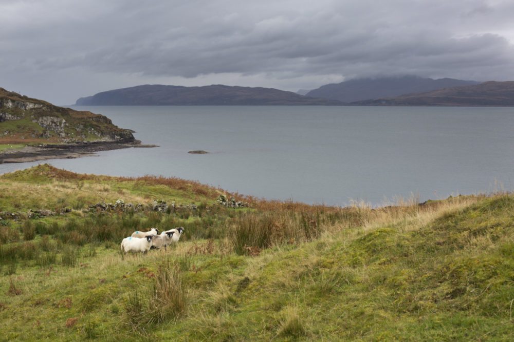 Blackface sheep on a croft on the Isle of Kerrera
