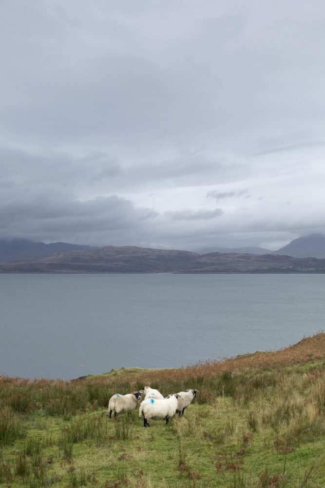 Blackface sheep on a croft on the Isle of Kerrera