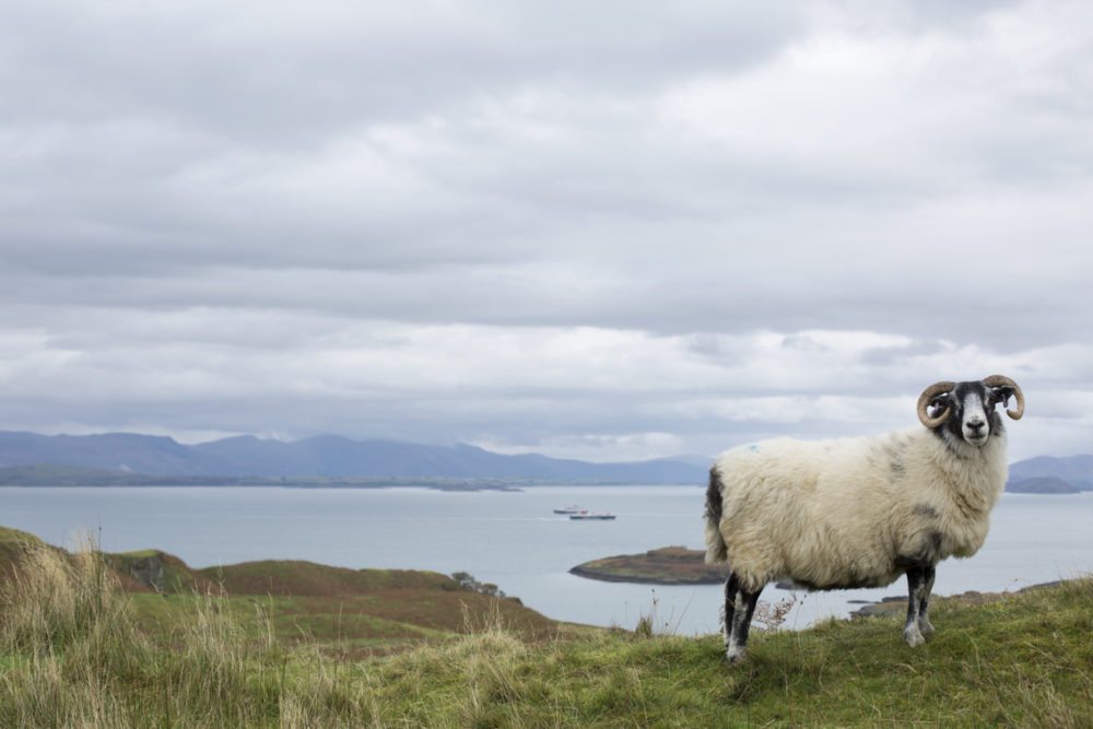 Sheep on the Isle of Kerrera with the Isle of Mull in the distance behind