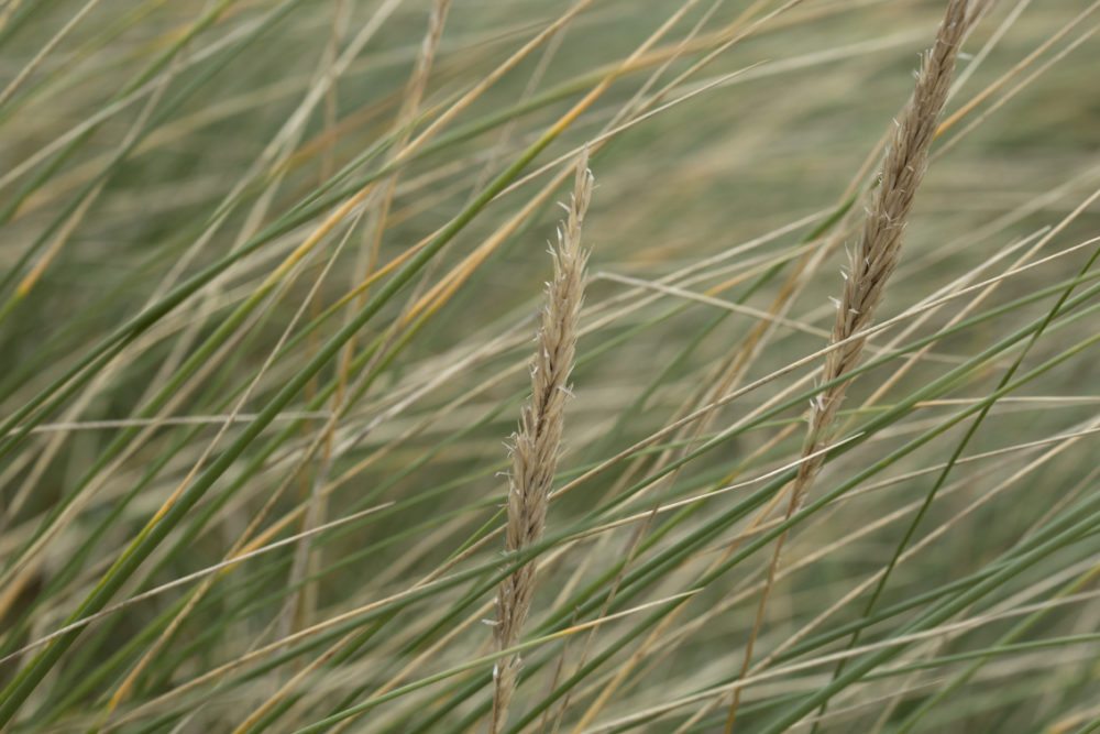 Machair grasses – Virtual Yarns