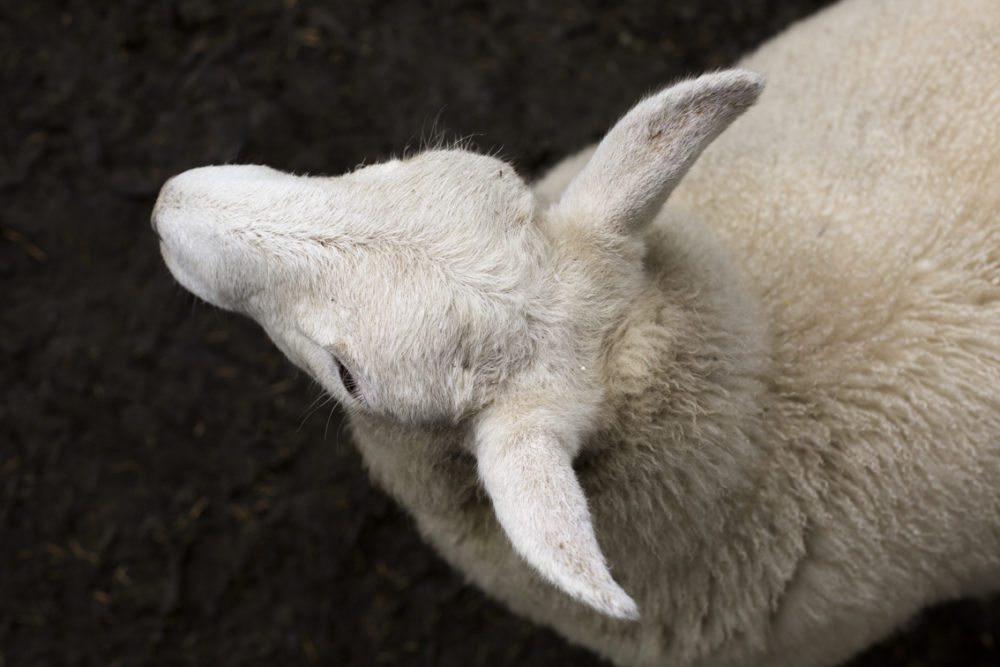 Friendly pet lamb