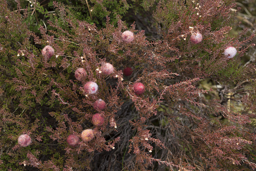 Felted buttons from Glamourie by Alice Starmore, made in Hebridean 2 Ply yarn