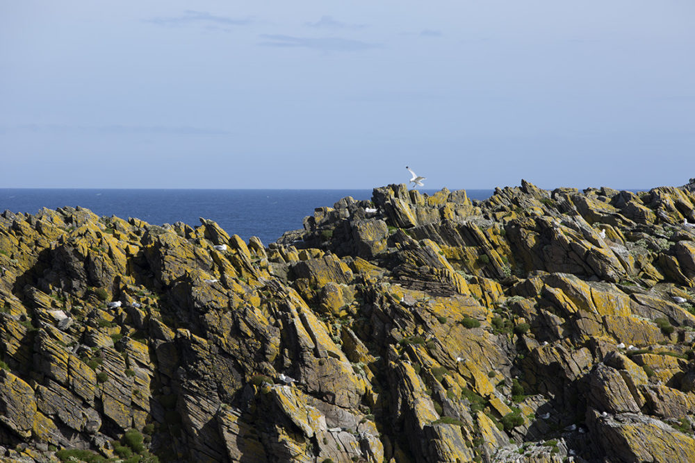 Herring gulls nesting on the cliff tops at the Butt of Lewis