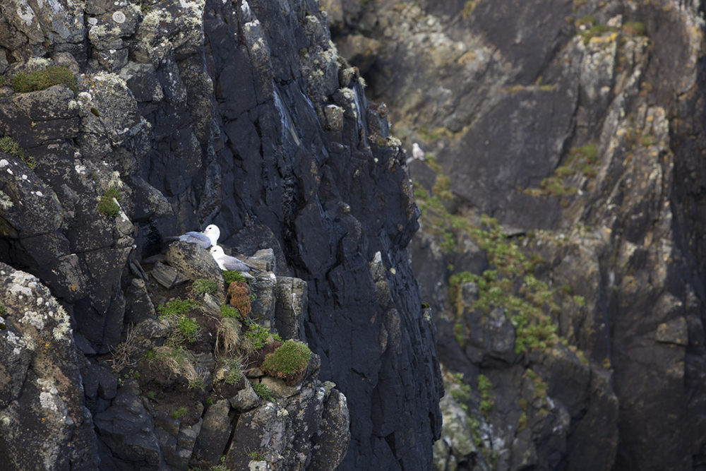 A pair of courting Fulmars