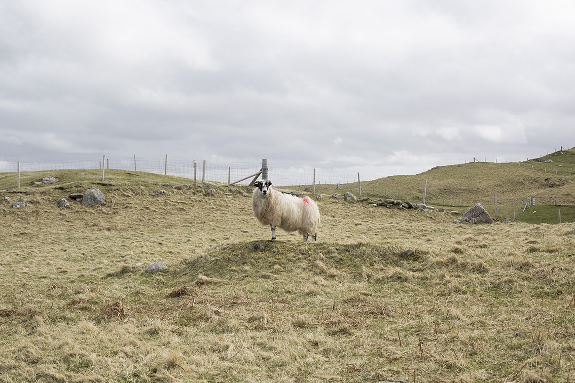 A sheep on a Lewis croft