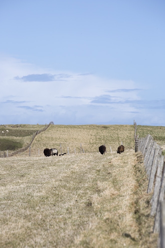 A strip croft on Lewis