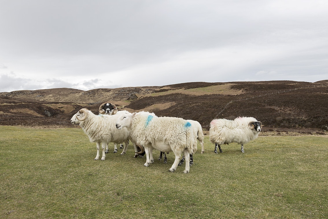 Grazing sheep on Lewis