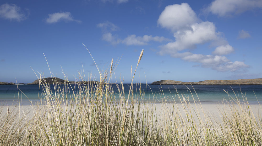 Marram grass in front of an Atlantic beach