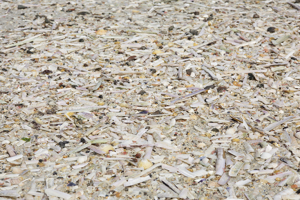 Shells on the beach