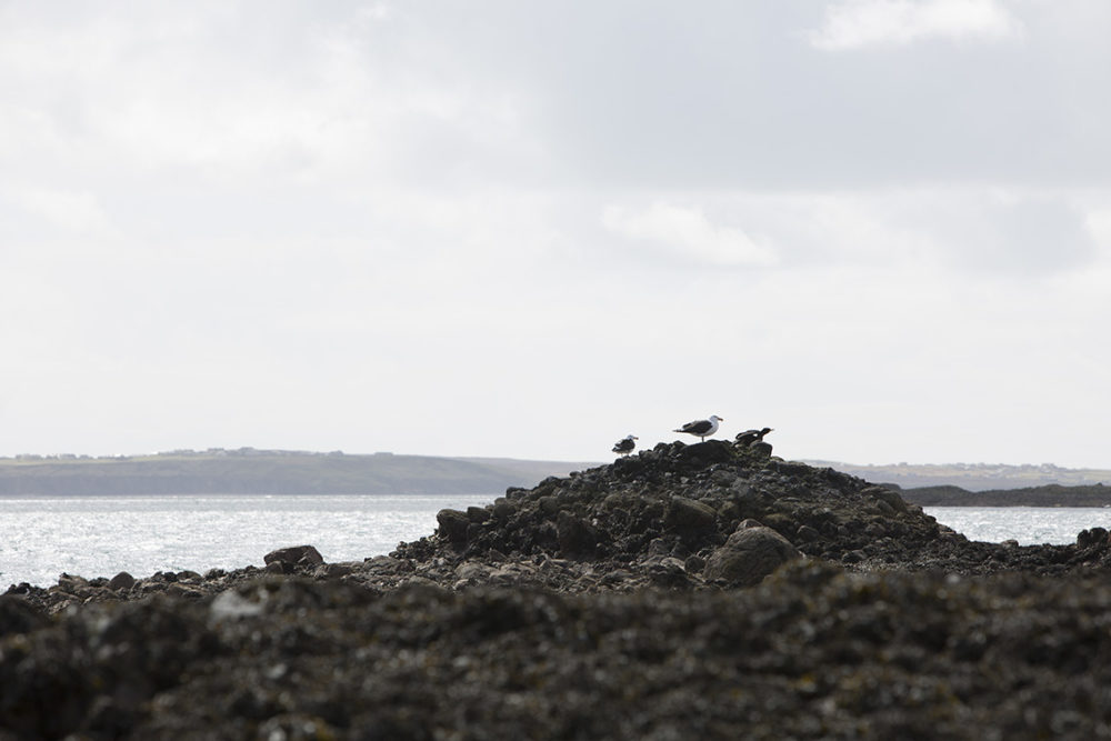 Gulls and a Shag taking a rest