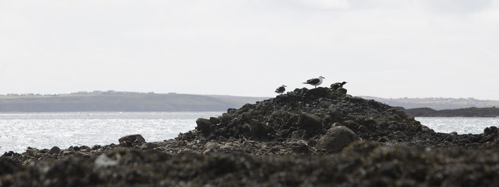 Gulls and a Shag taking a rest