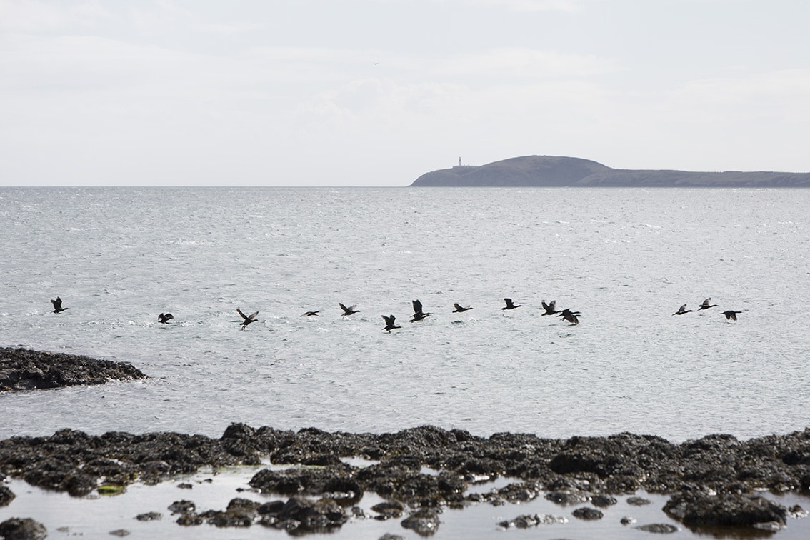 Shags taking flight over the bay