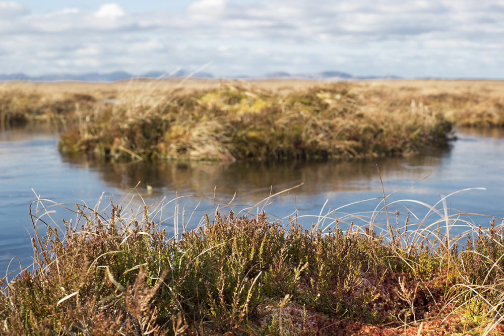 A frozen peatbog in winter