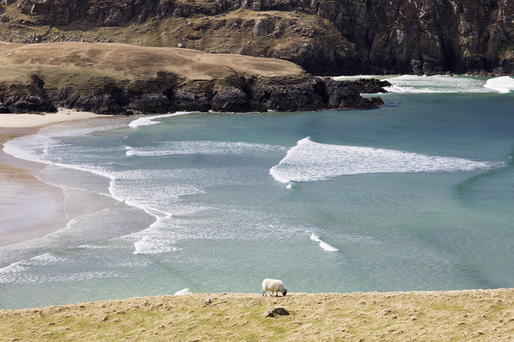 A grazing sheep in front of Valtos beach