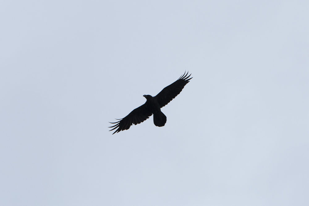 Hebridean Raven