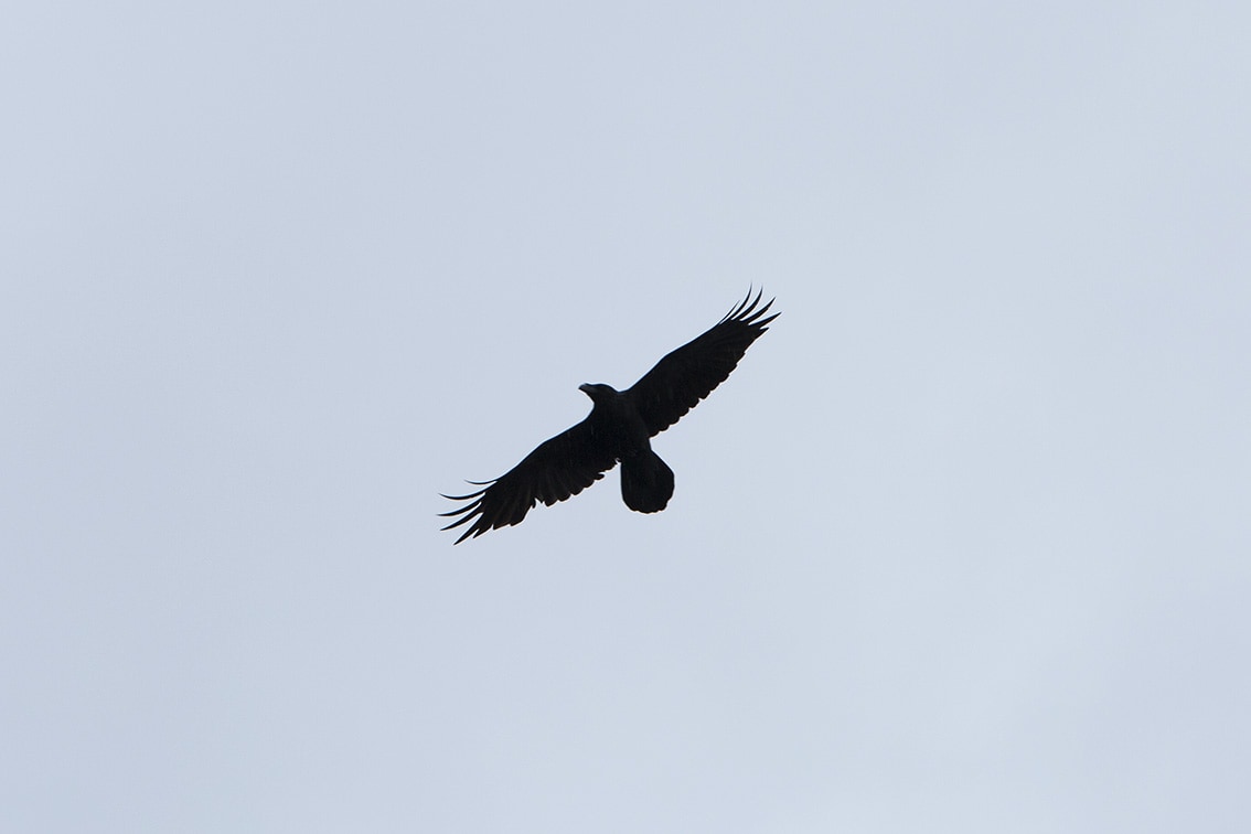 Hebridean Raven