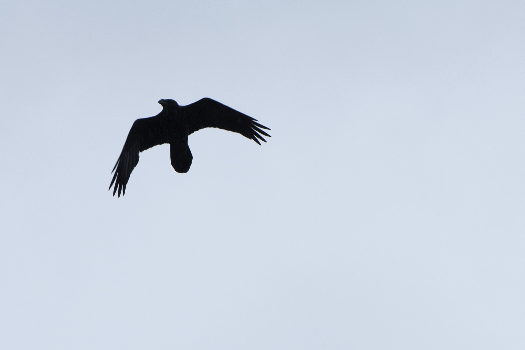 Hebridean Raven