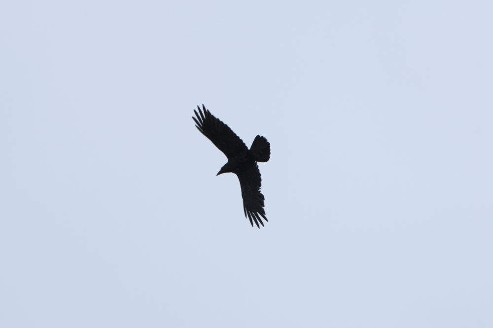 Hebridean Raven