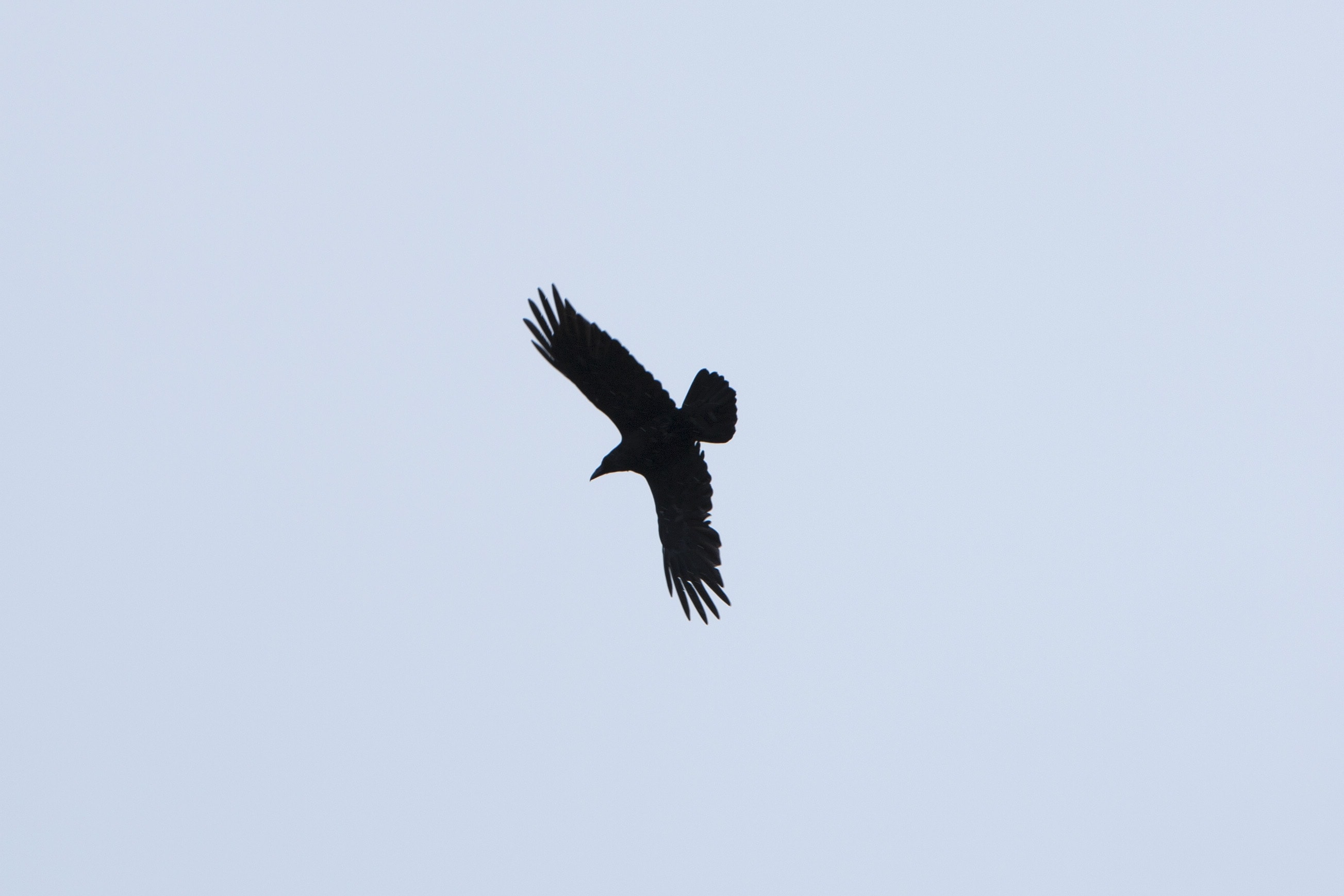 Hebridean Raven