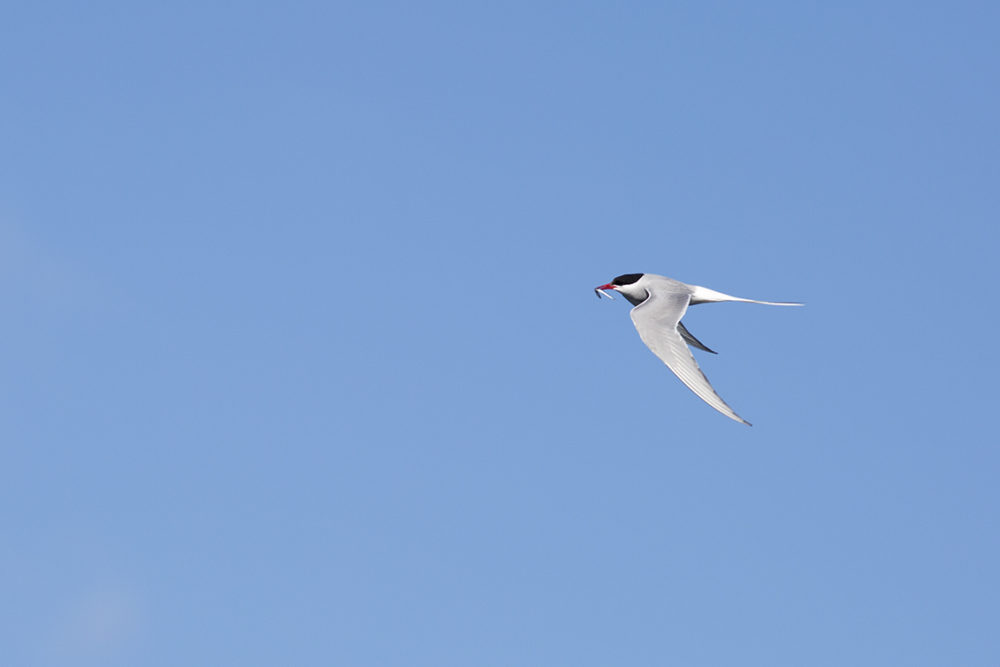 Artic Tern with a catch in its beak