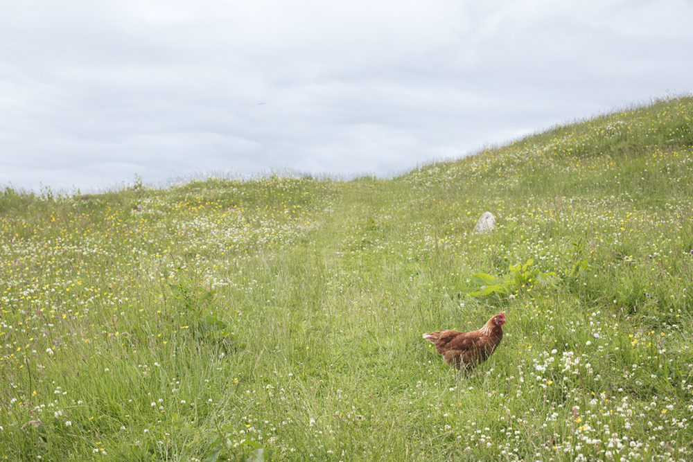 The Machair on Scarp with a free range chicken