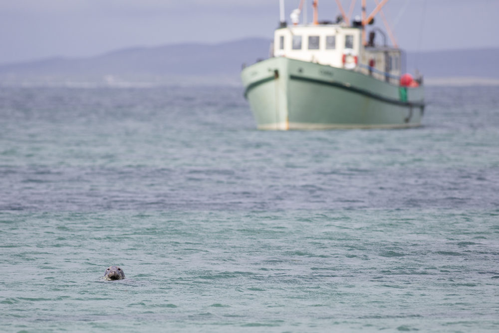 A seal popping up on the way back from the Monach Isles to the Cuma.