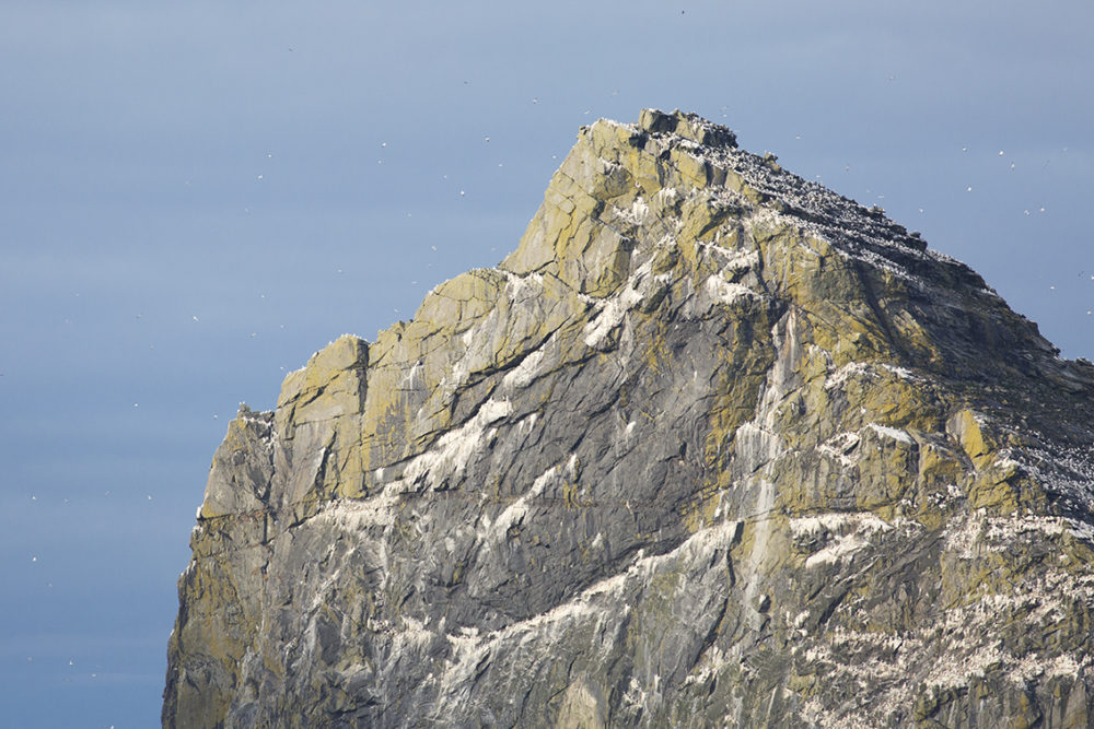 Gannet covered cliffs