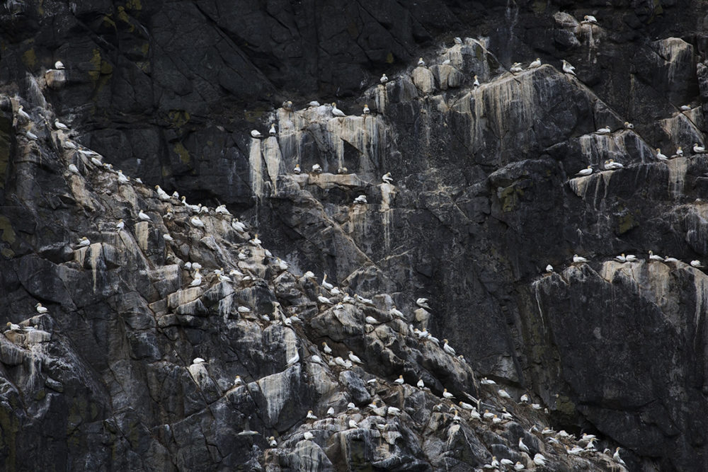 Gannet covered cliffs