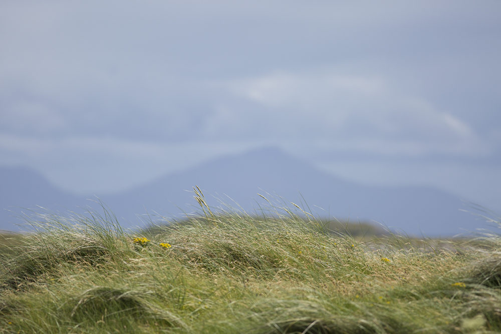 Beautiful machair on the Monach Isles