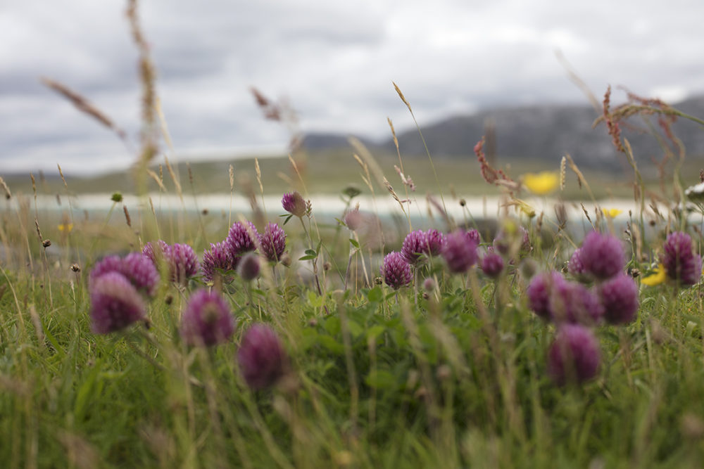 Machair flowers on Scarp