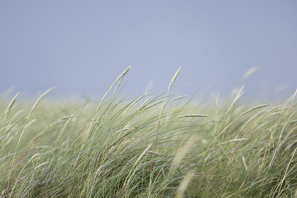 Marram grass on Taransay