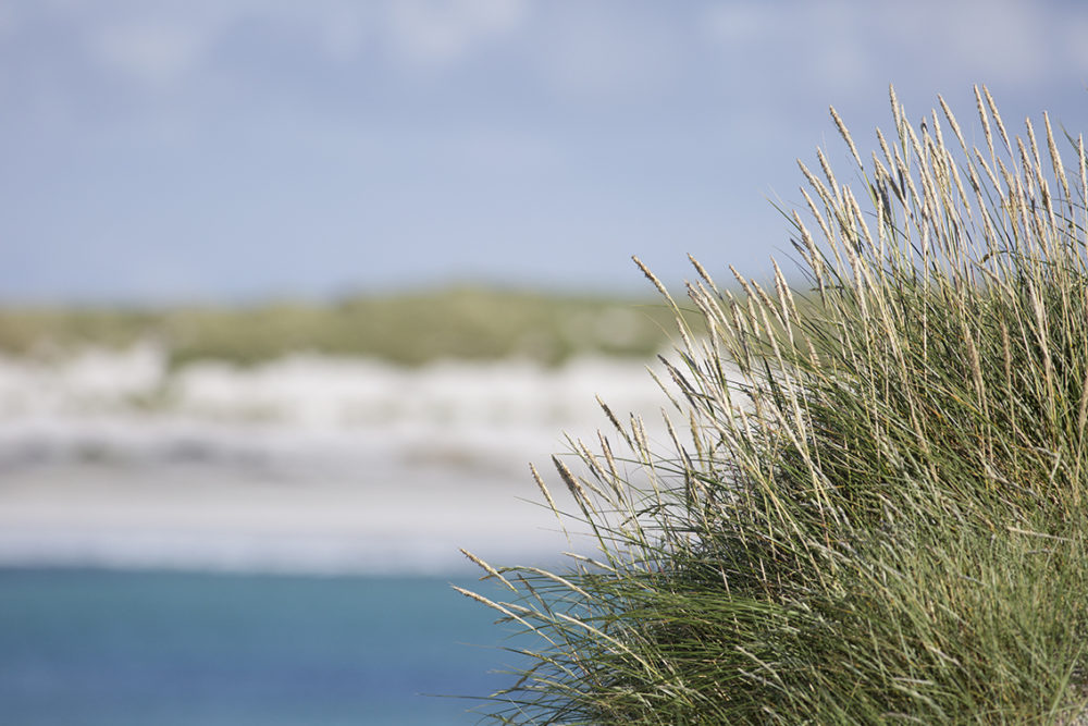 Marram grass and vibrant colours on the Monach Isles