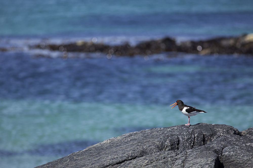 An Oystercatcher on the Monach Isles