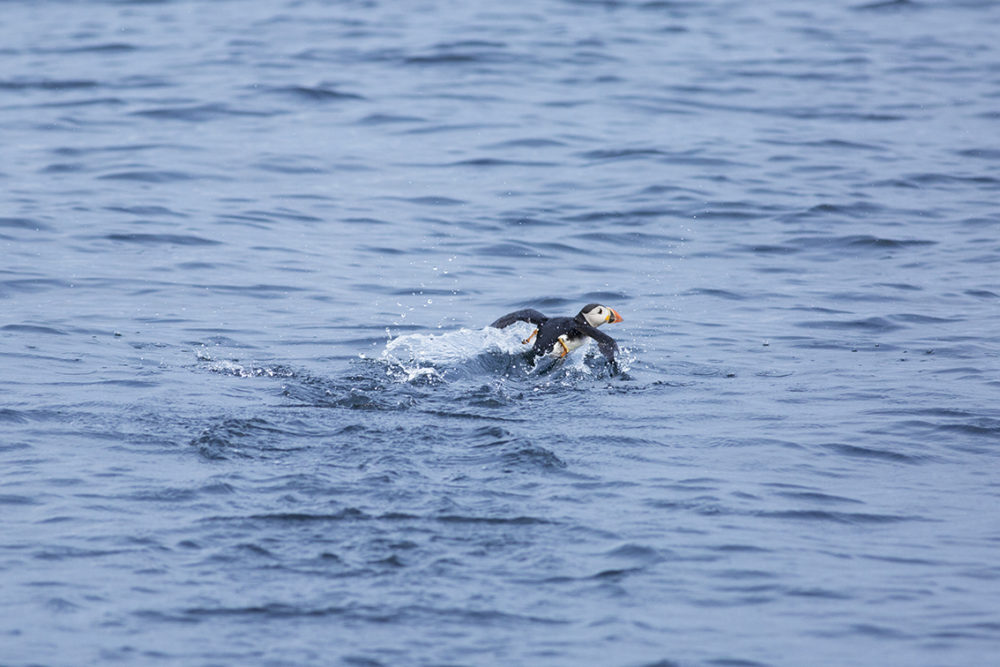 A puffin taking off from Village Bay in St Kilda