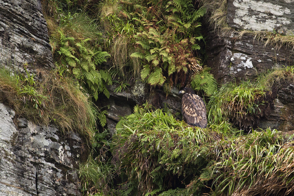 A fledgling Sea Eagle hiding on cliffs