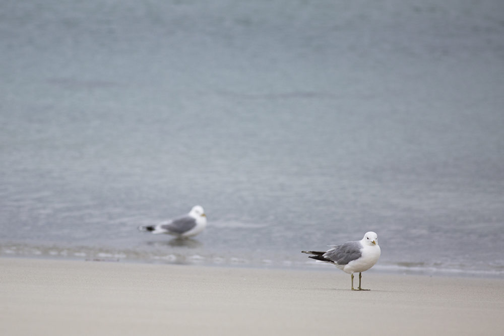 Seagulls on the beach at Taransay