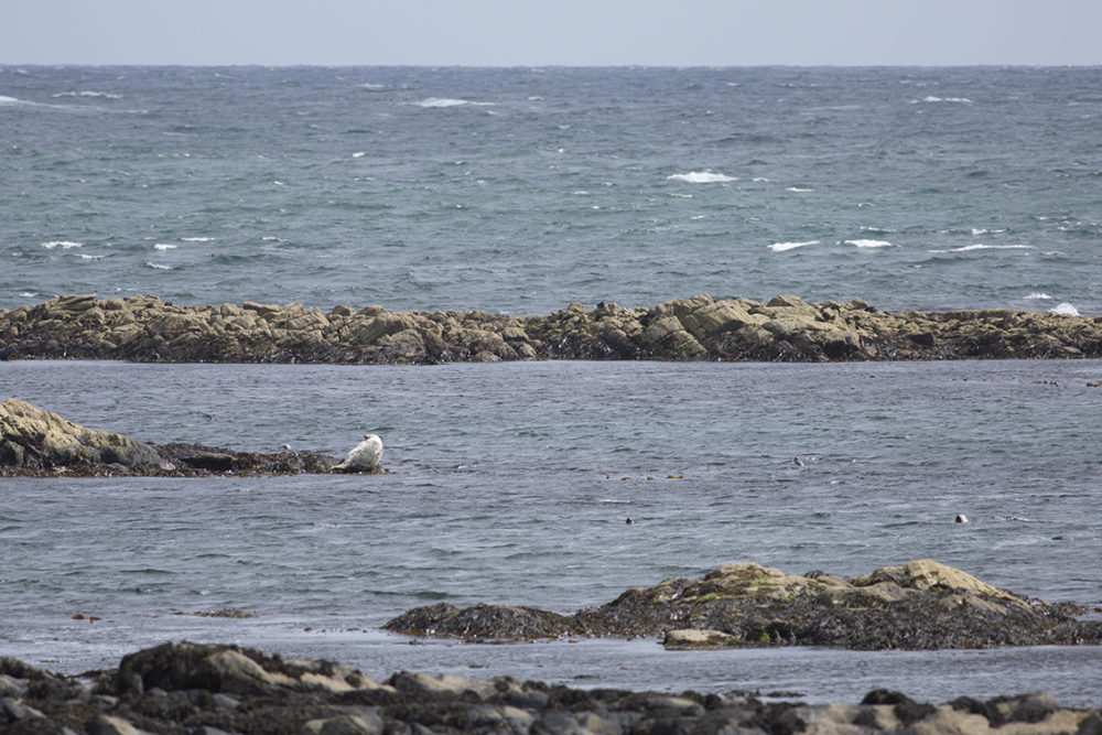 Bull seal relaxing on the shore