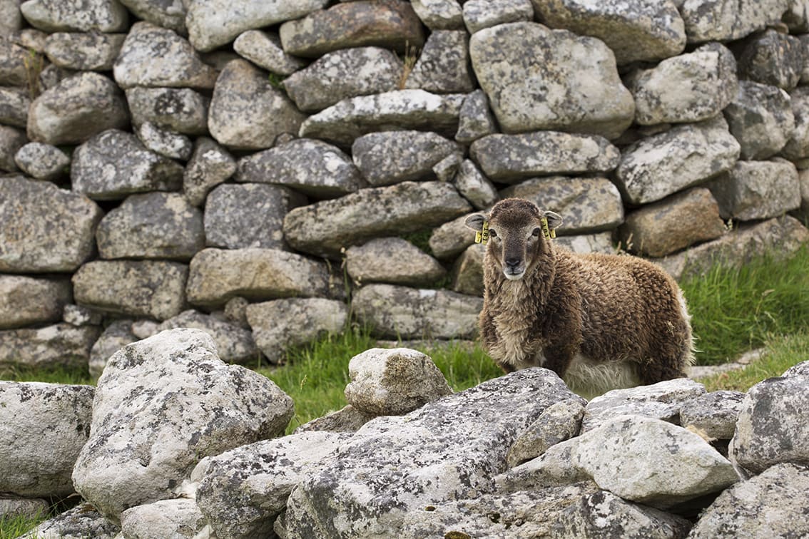 Soay sheep on St Kilda