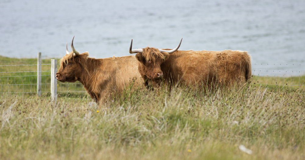 Alice's Broad Bay Highland Fold on our croft on the Isle of Lewis