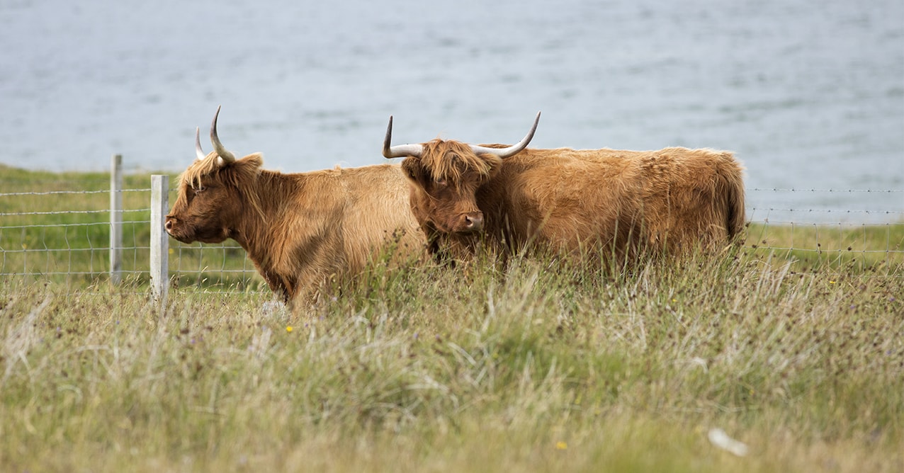 Highland Cattle – Virtual Yarns