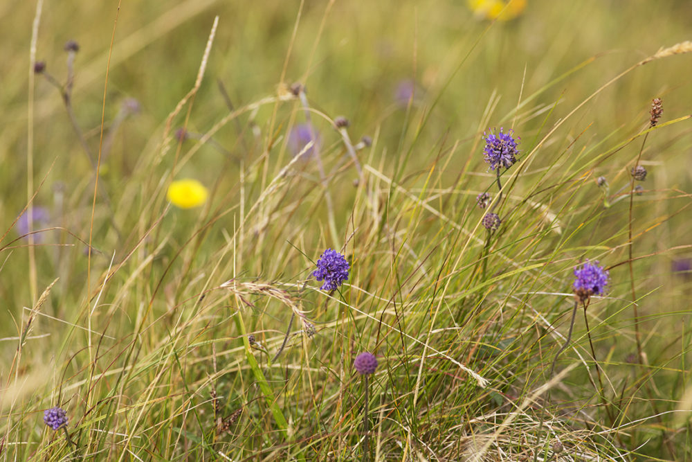 Wildflowers on the croft