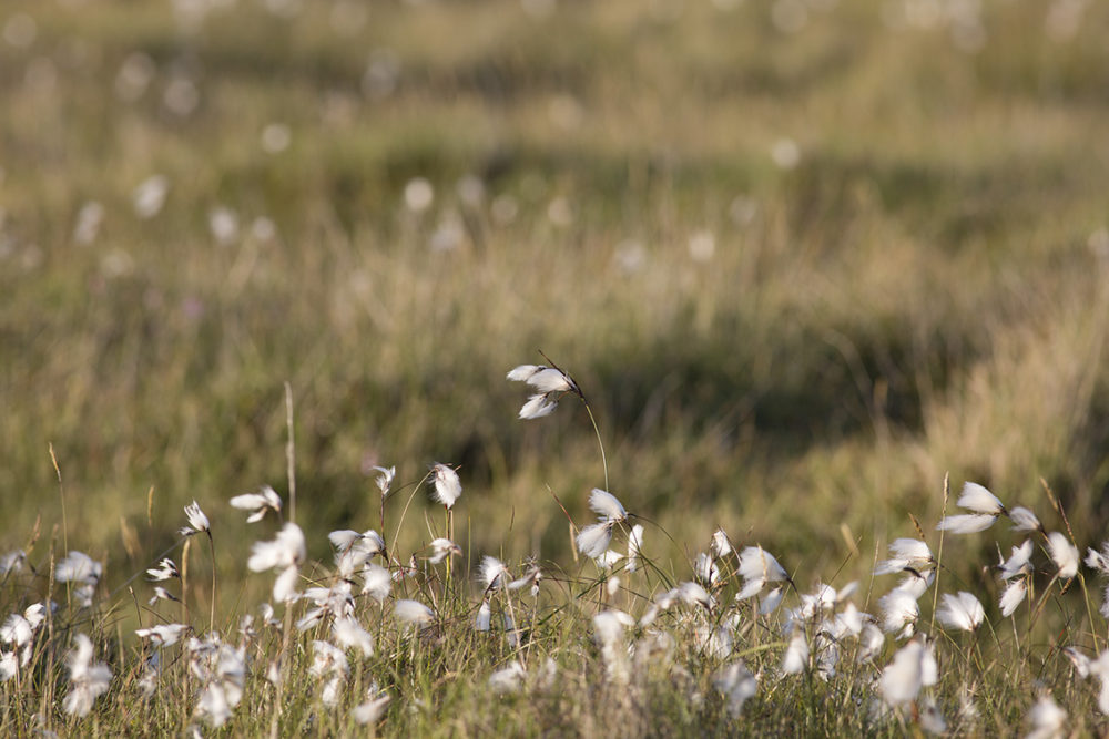 Cotton grass on the croft