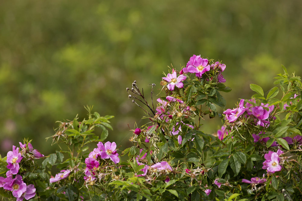 Roses in the garden