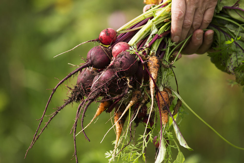 Fresh veg from the garden