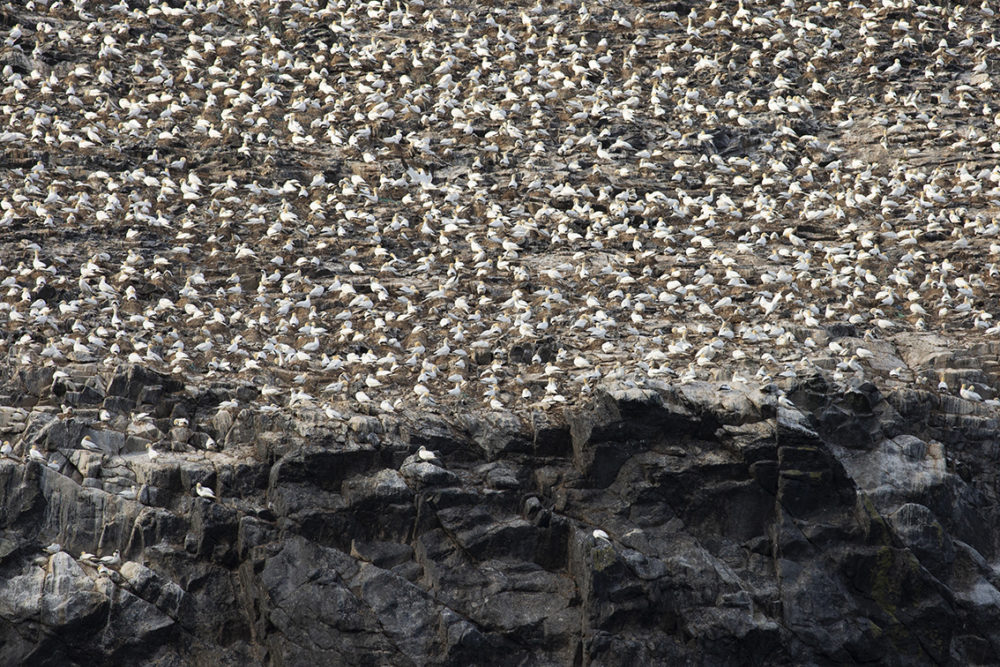 Gannets on St Kilda