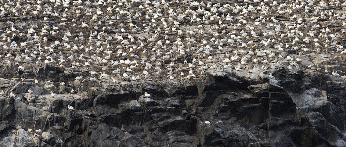 Gannets on St Kilda