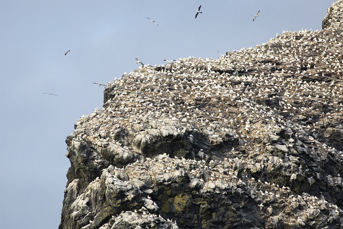 Gannets on St Kilda